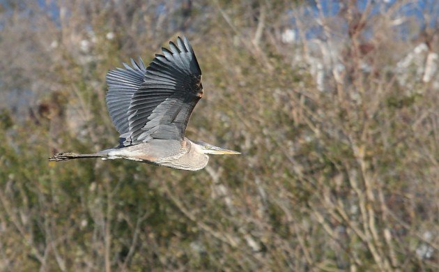 Big Sit Great Blue Heron