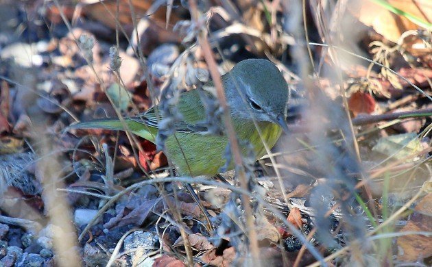 Big Sit Orange-crowned Warbler