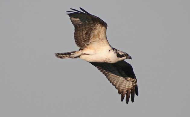 Big Sit Osprey