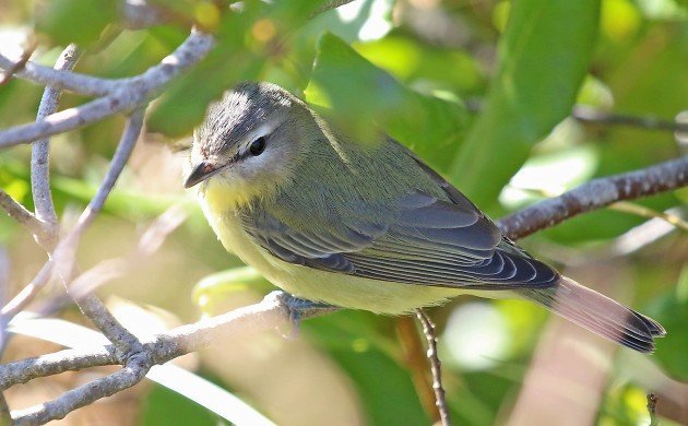 Big Sit Philadelphia Vireo