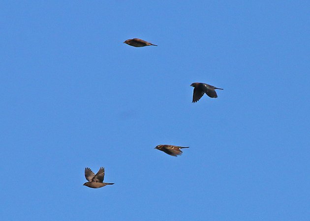 Big Sit blackbird flock