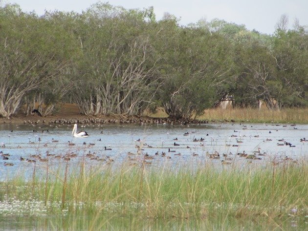 Bird-life near Derby