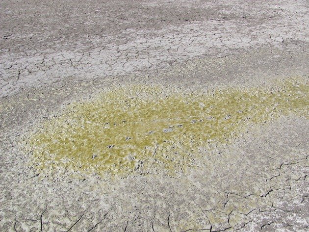 Bird prints in mud