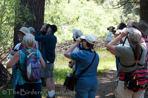 bird watchers