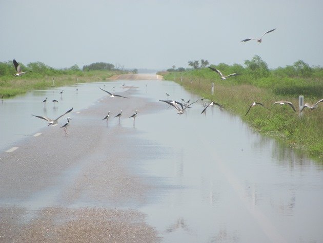 Birds feeding on the road (2)