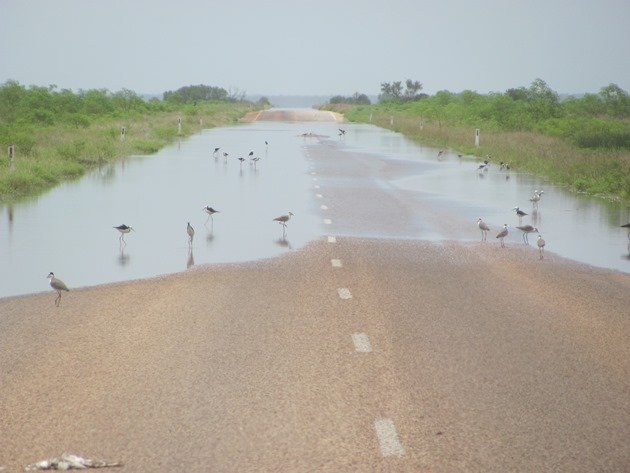 Birds feeding on the road