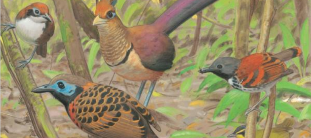 10-000-birds-new-field-guide-central-america-10-000-birds