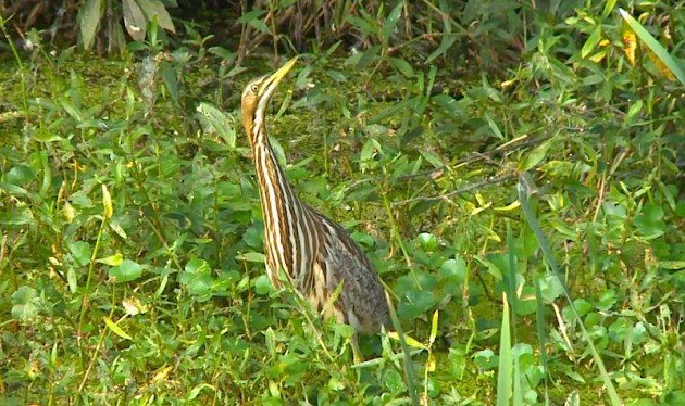 Bittern