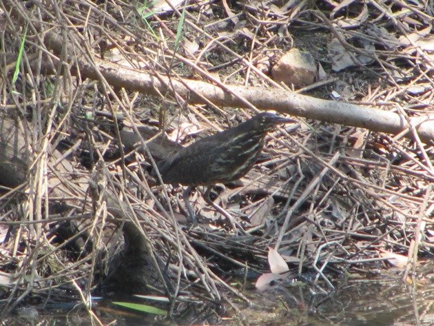 Black Bittern (10)