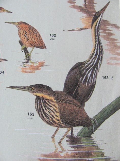 Black Bittern (11)