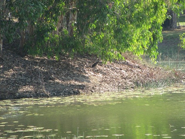 Black Bittern (13)