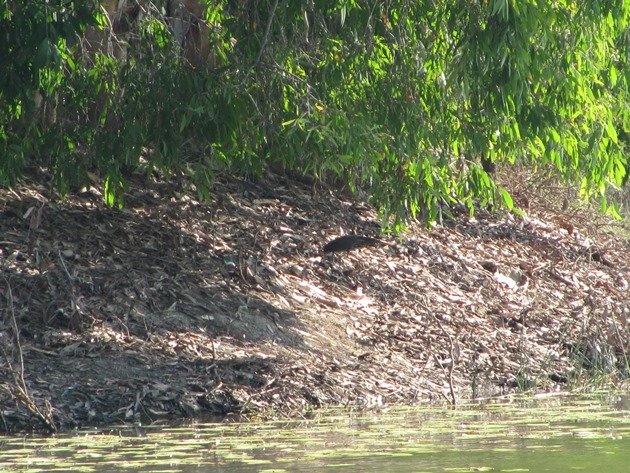 Black Bittern (14)