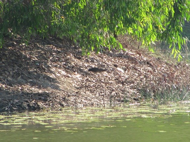 Black Bittern (15)