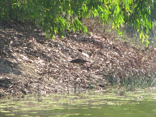 Black Bittern (16)