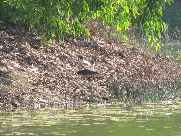 Black Bittern (17)