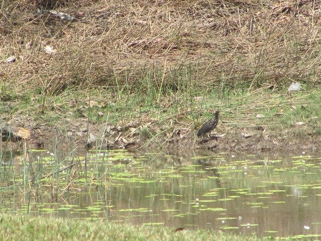 Black Bittern (2)