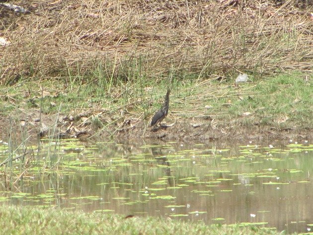 Black Bittern (3)