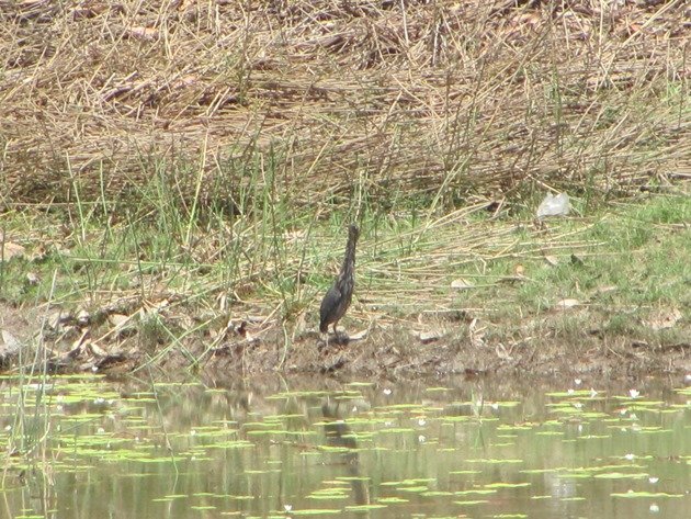 Black Bittern (4)