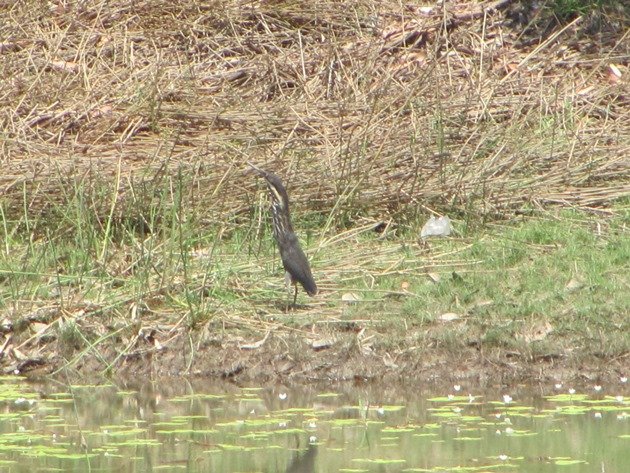 Black Bittern (5)