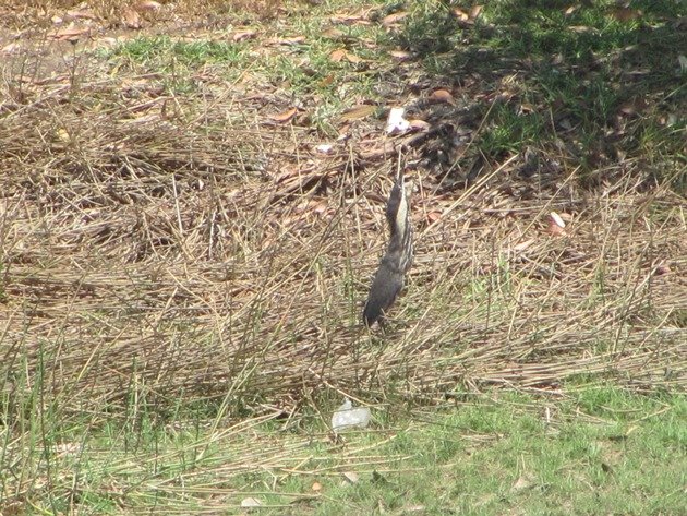 Black Bittern (6)