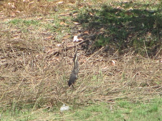 Black Bittern (7)