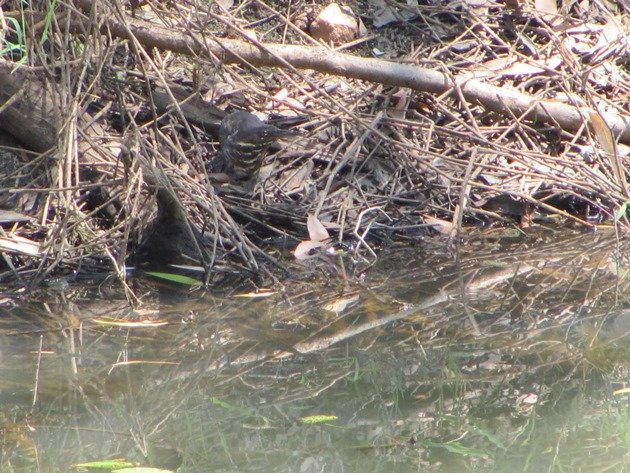 Black Bittern (8)