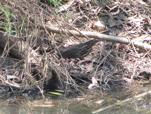 Black Bittern (9)