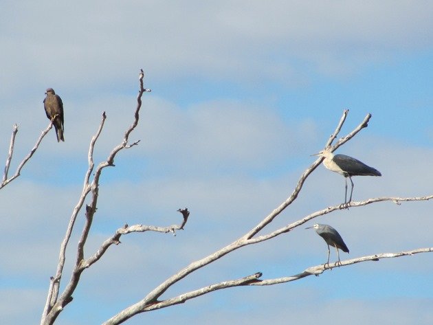 Black Kite, White-necked Heron & White-faced Heron