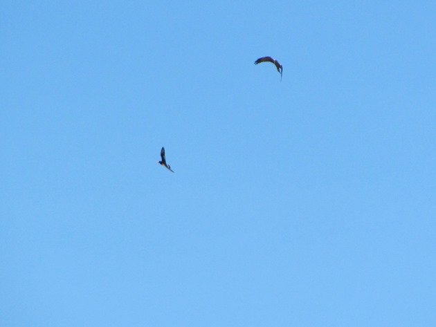 Black Kite attack