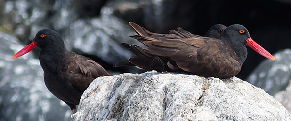 Black Oystercatcher