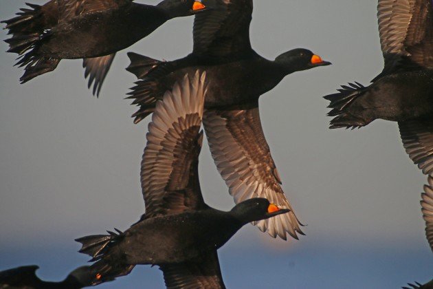 Black Scoters