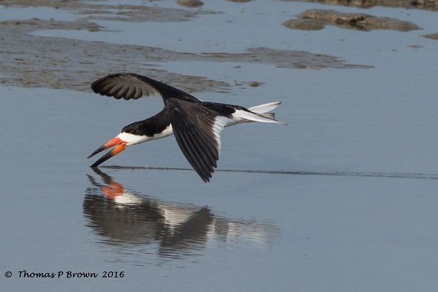 Black Skimmer