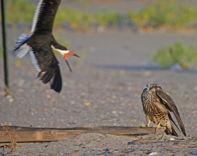 Black Skimmer making a Peregrine flinch