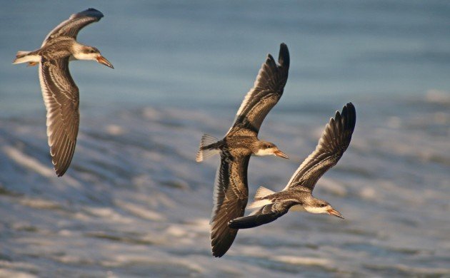 Black Skimmer youngsters in flight