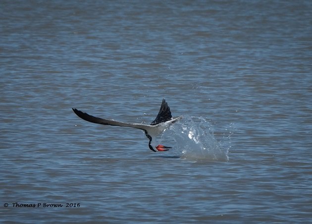 Black Skimmers (2)