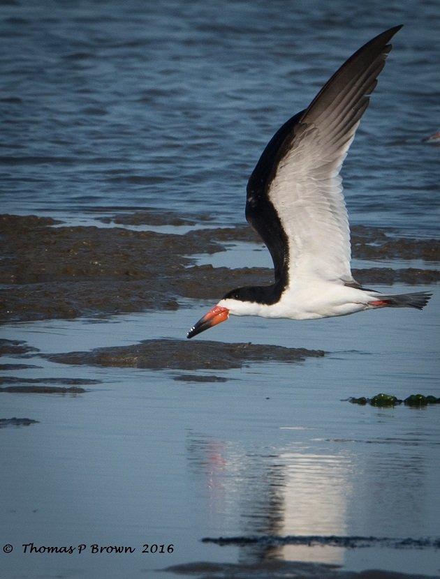 Black Skimmers (5)