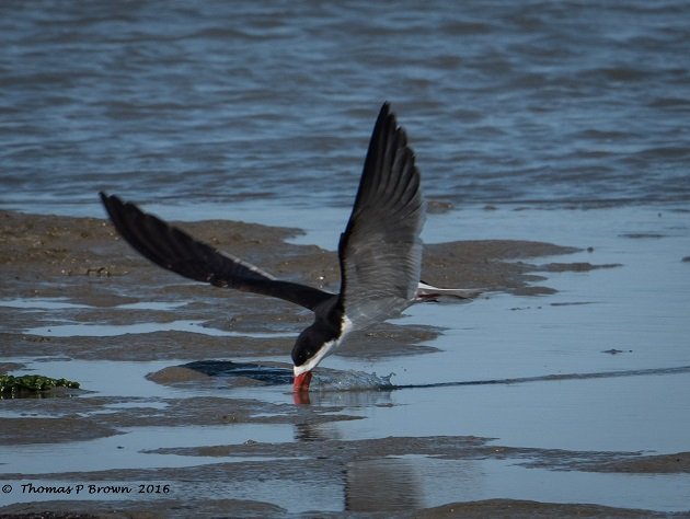 Black Skimmers (7)