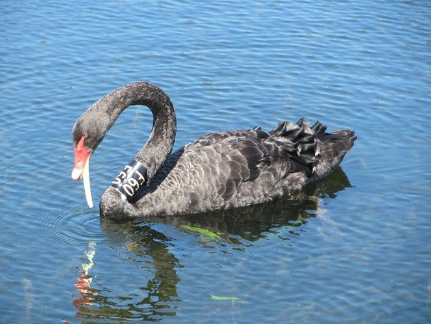Black Swan F60