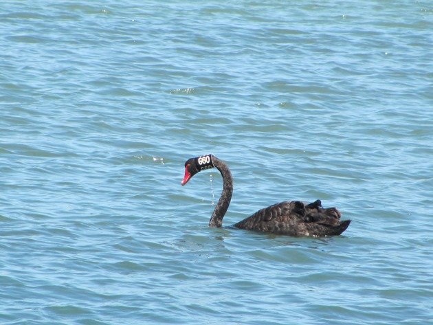 Black Swan G60