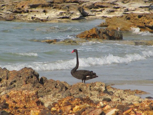 Black Swan-Indian Ocean (2)