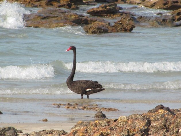 Black Swan-Indian Ocean (4)