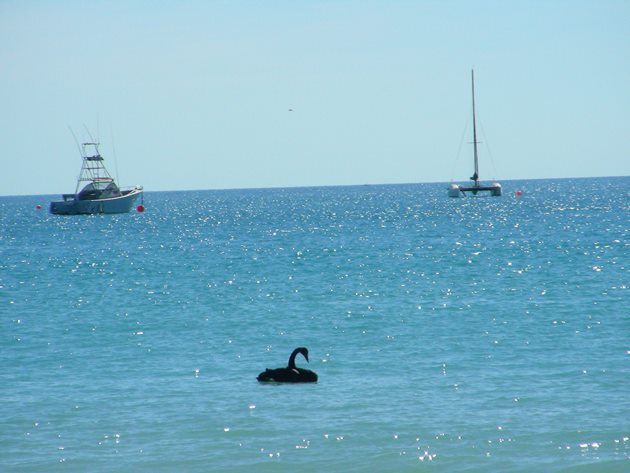 Black Swan-Indian Ocean
