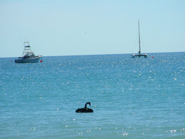 Black Swans in the Indian Ocean - 10,000 Birds