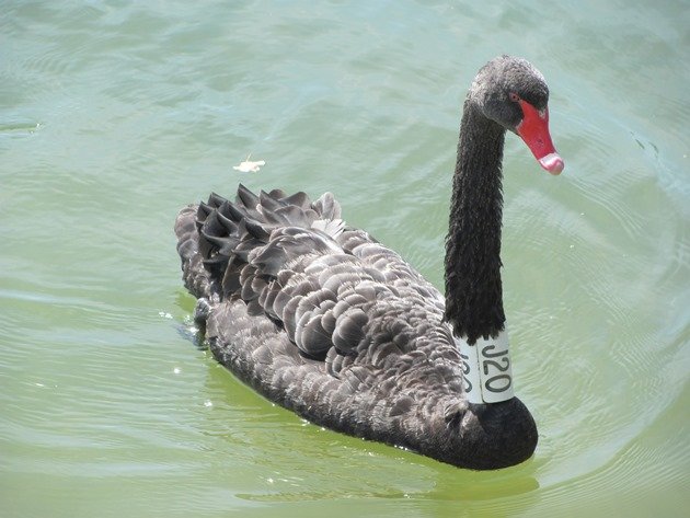 Black Swan J20