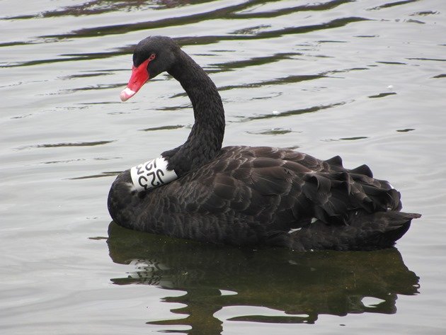 Black Swan J23