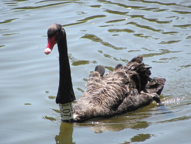 Black Swan L07
