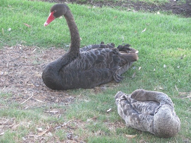 Black Swan & cygnet