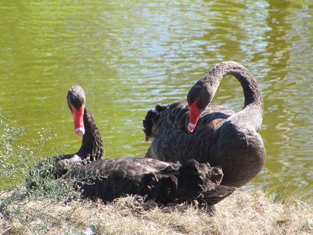 Black Swan pair