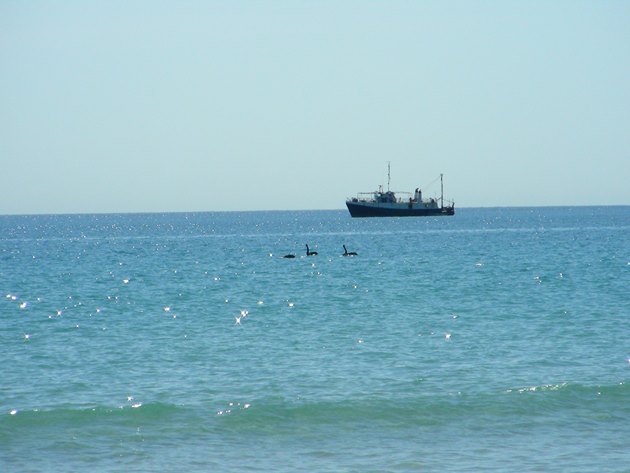 Black Swans-Indian Ocean