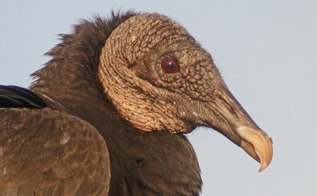 Black Vulture